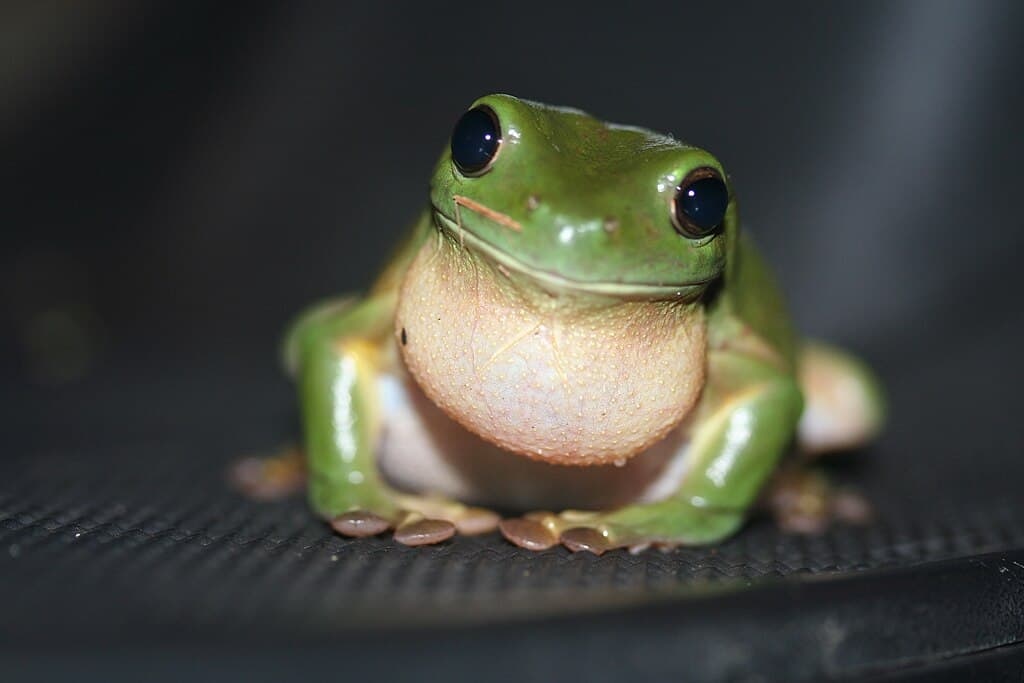 Grenouille