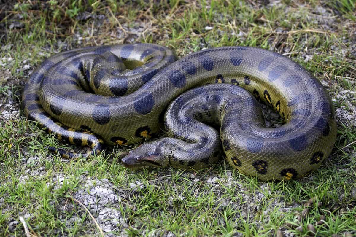 100 animaux extrêmes États-Unis