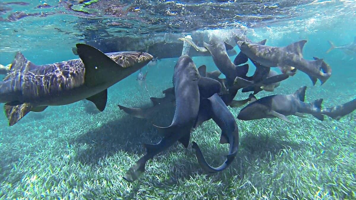 Requin nourrice