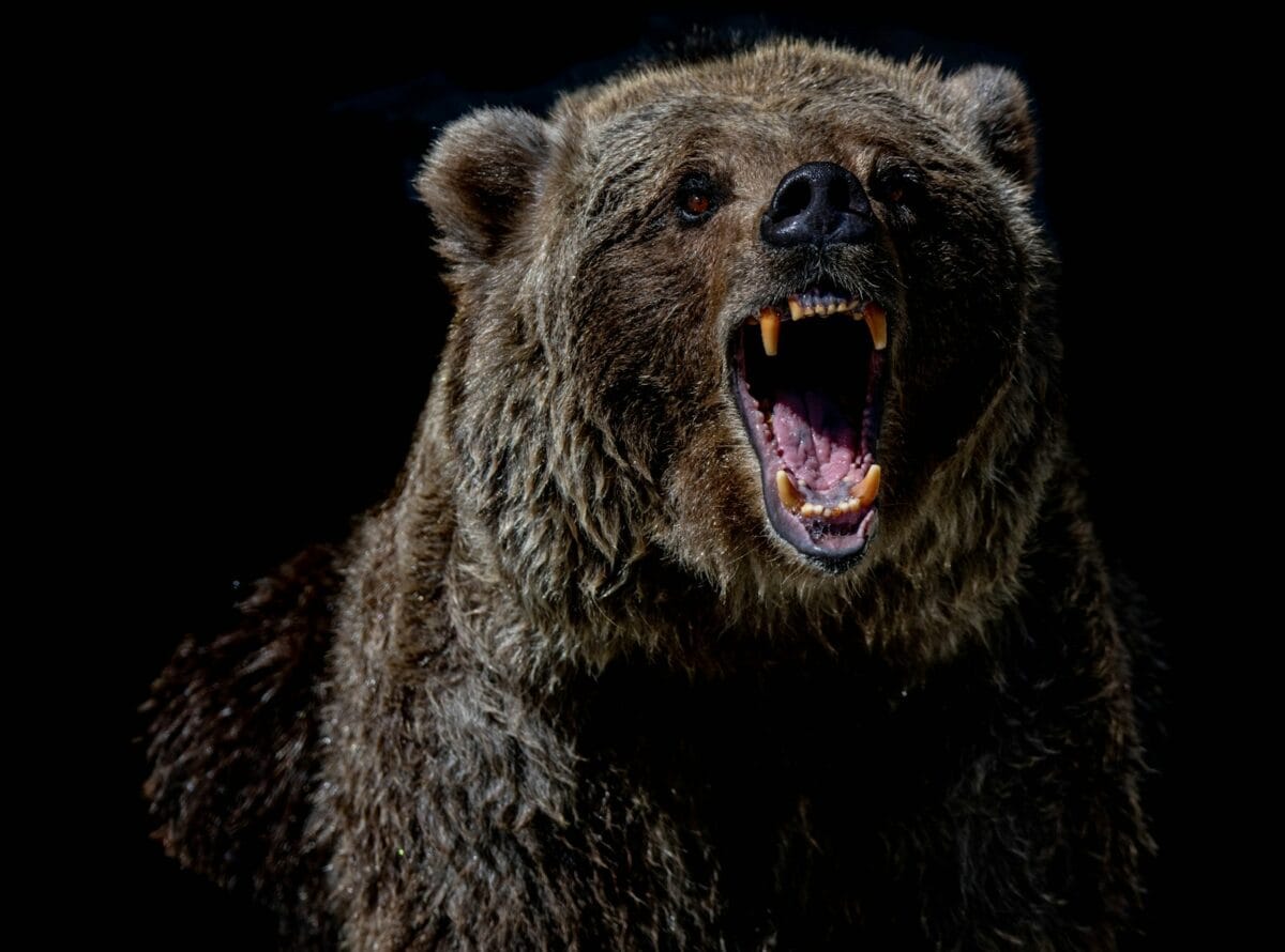 ours brun aux yeux bleus