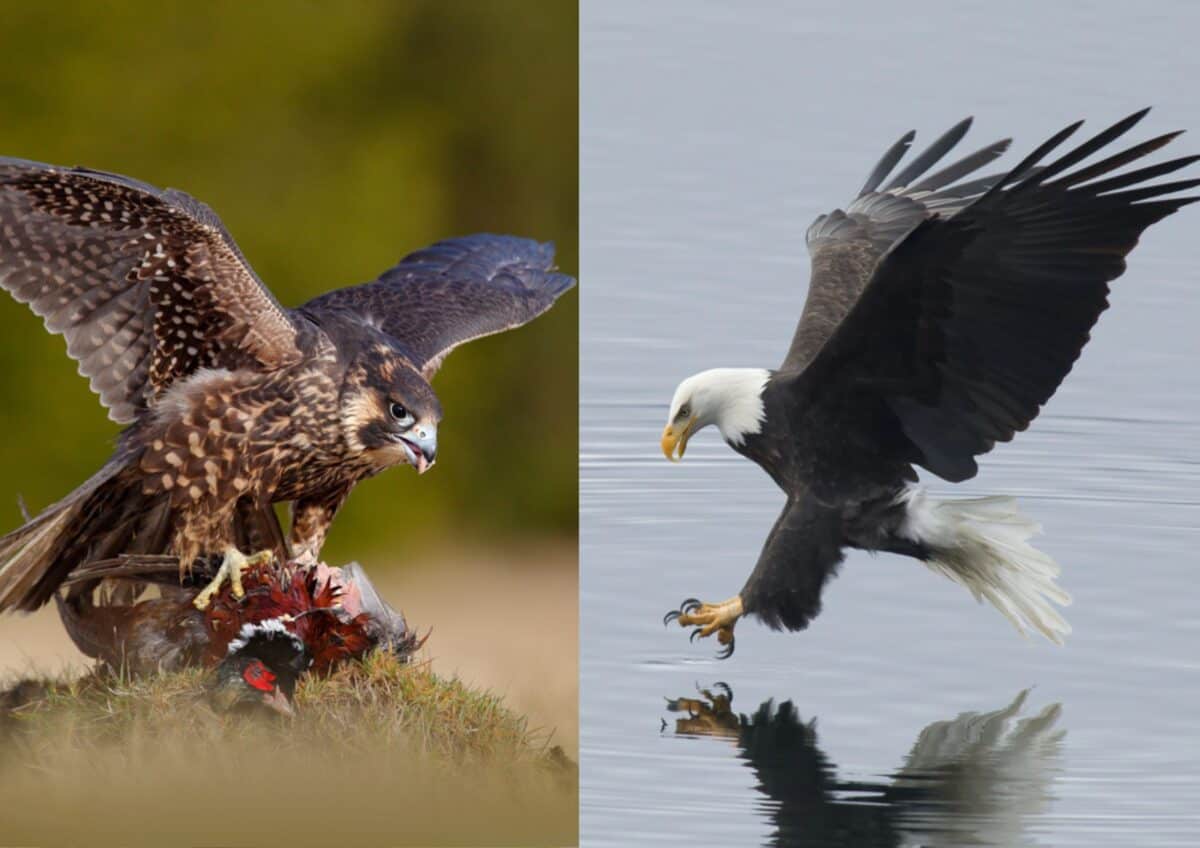 Faucon et aigle. 