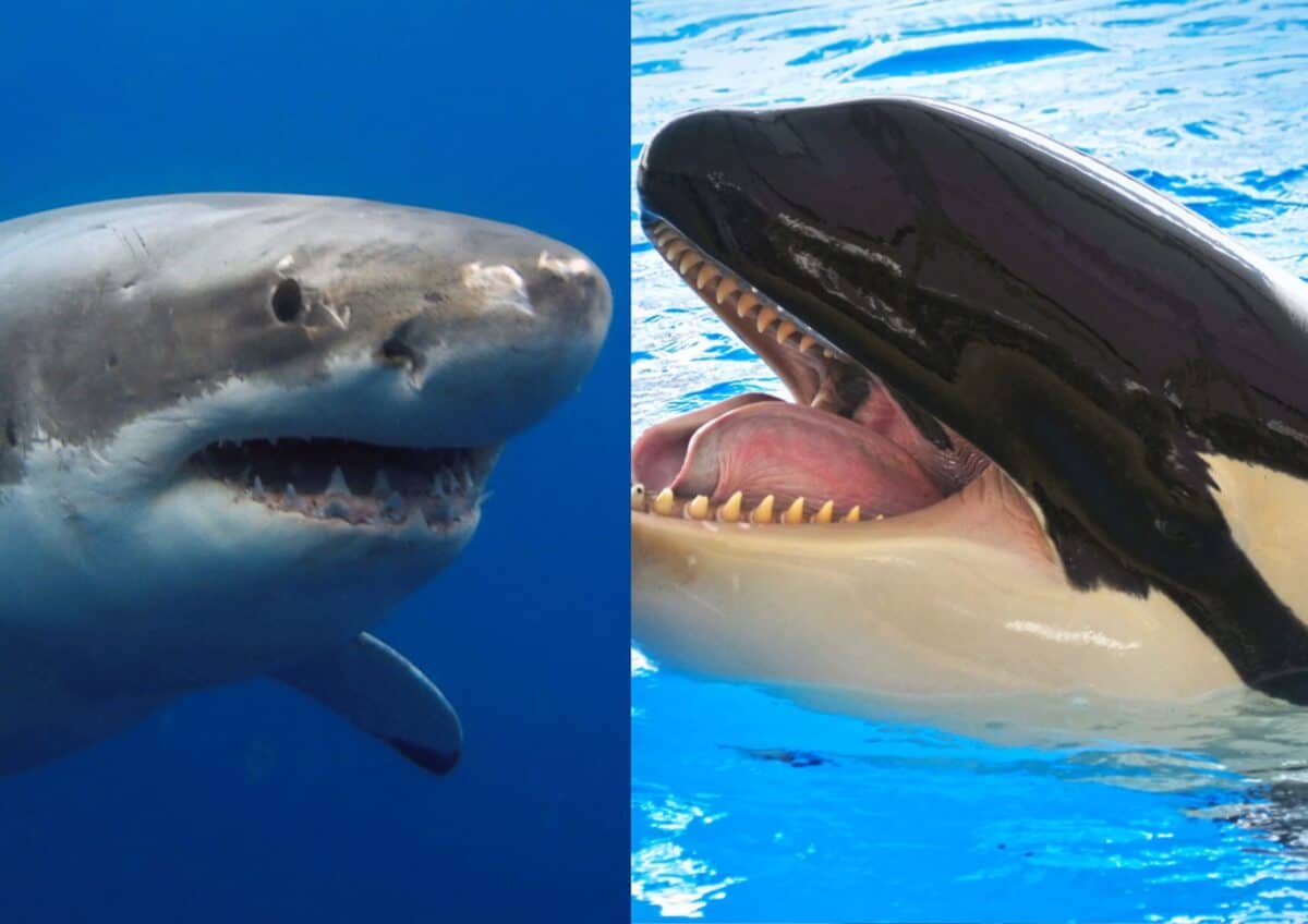 Grand requin blanc et orque. 