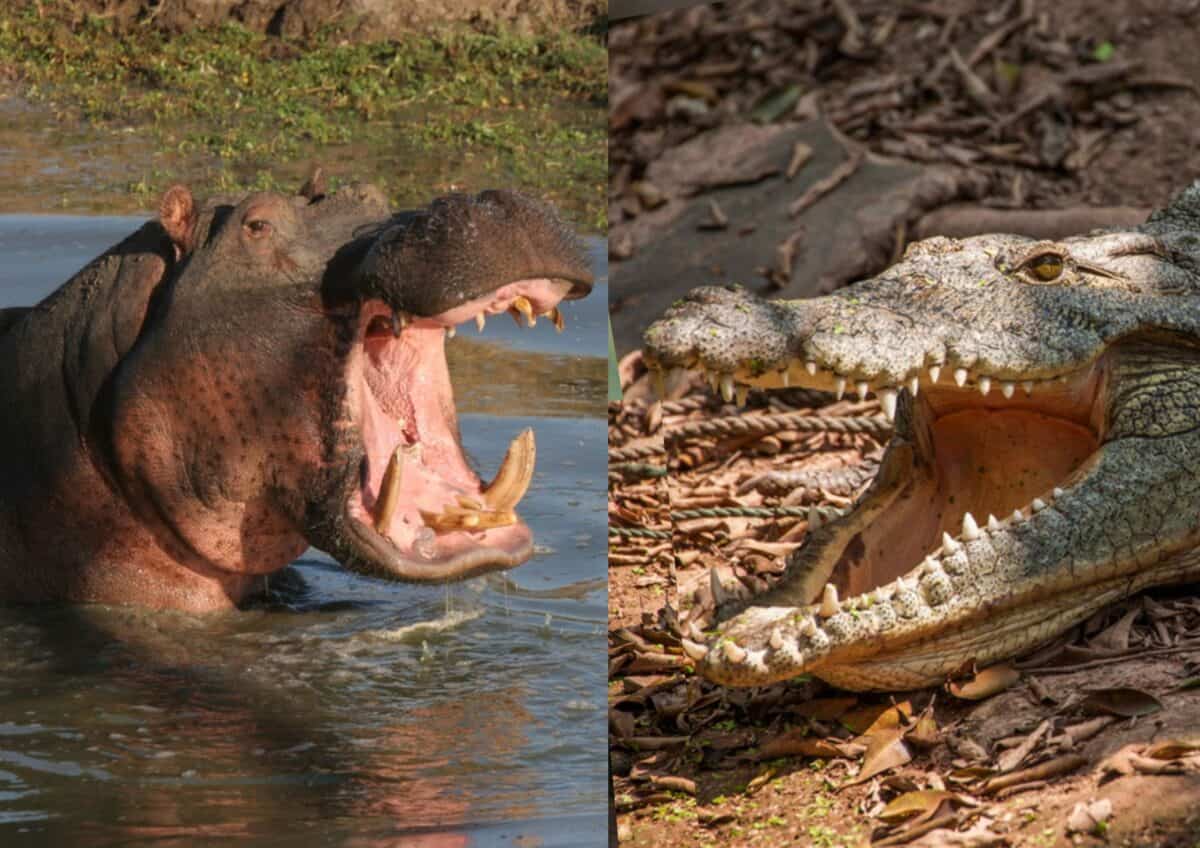 Hippopotame et crocodile.  