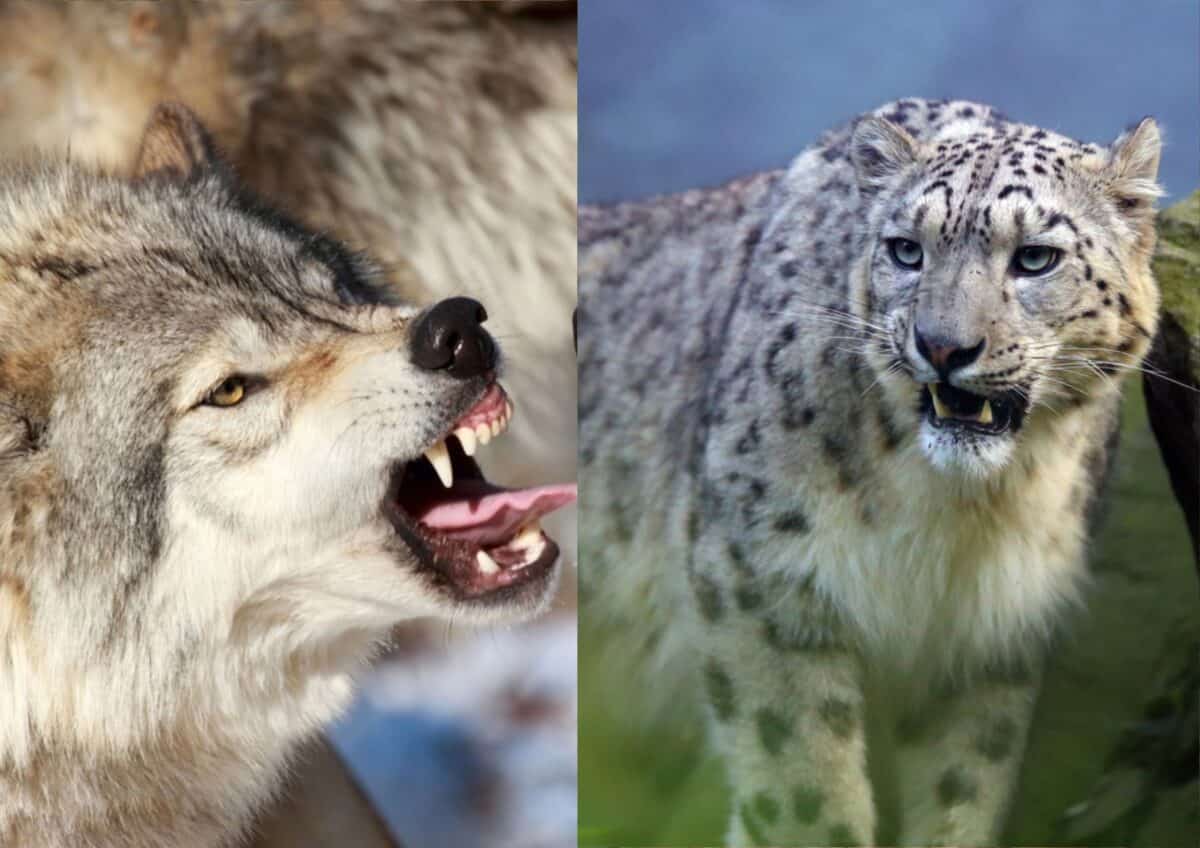Loup et léopard des neiges. 