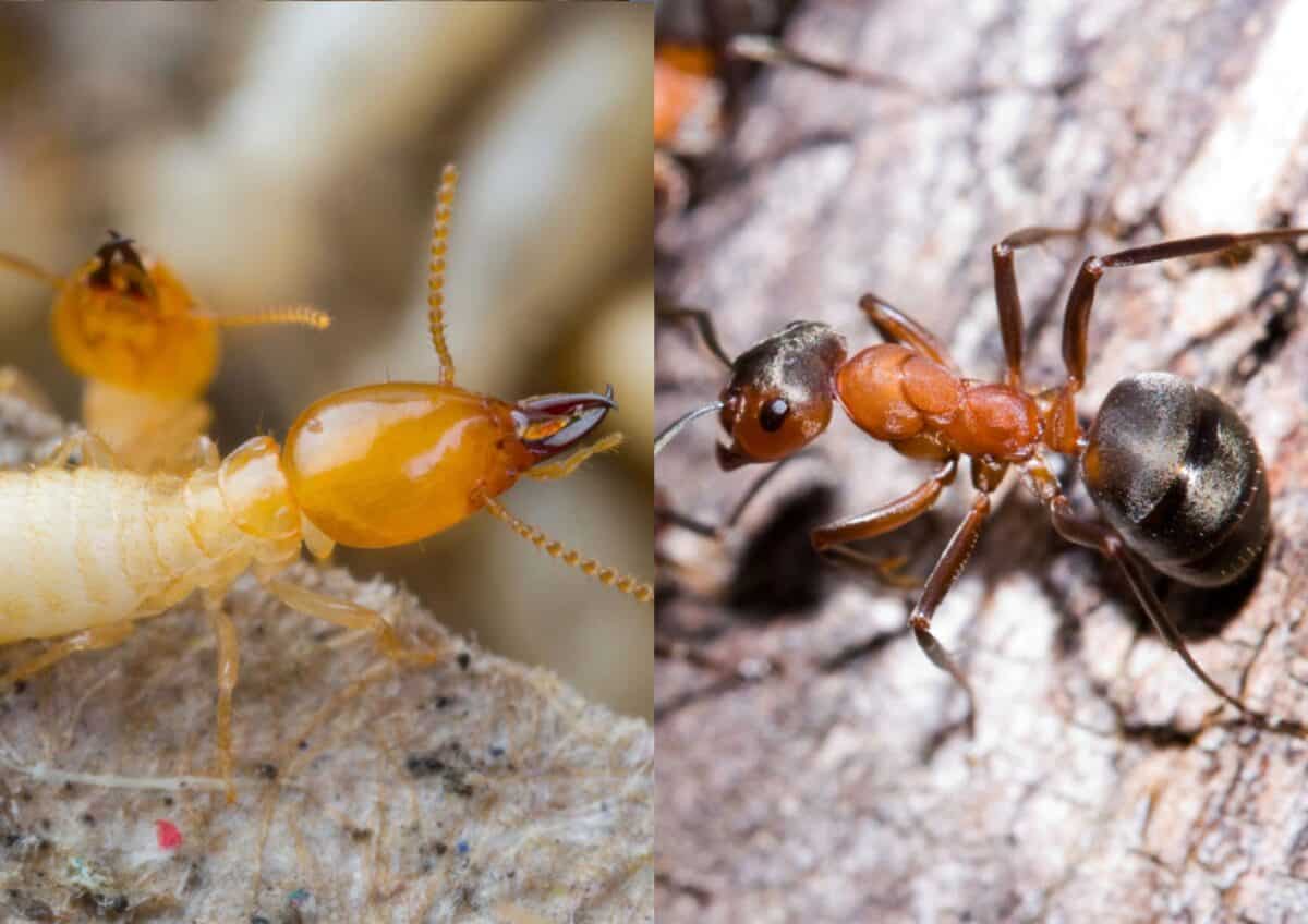 Termite et fourmi. 