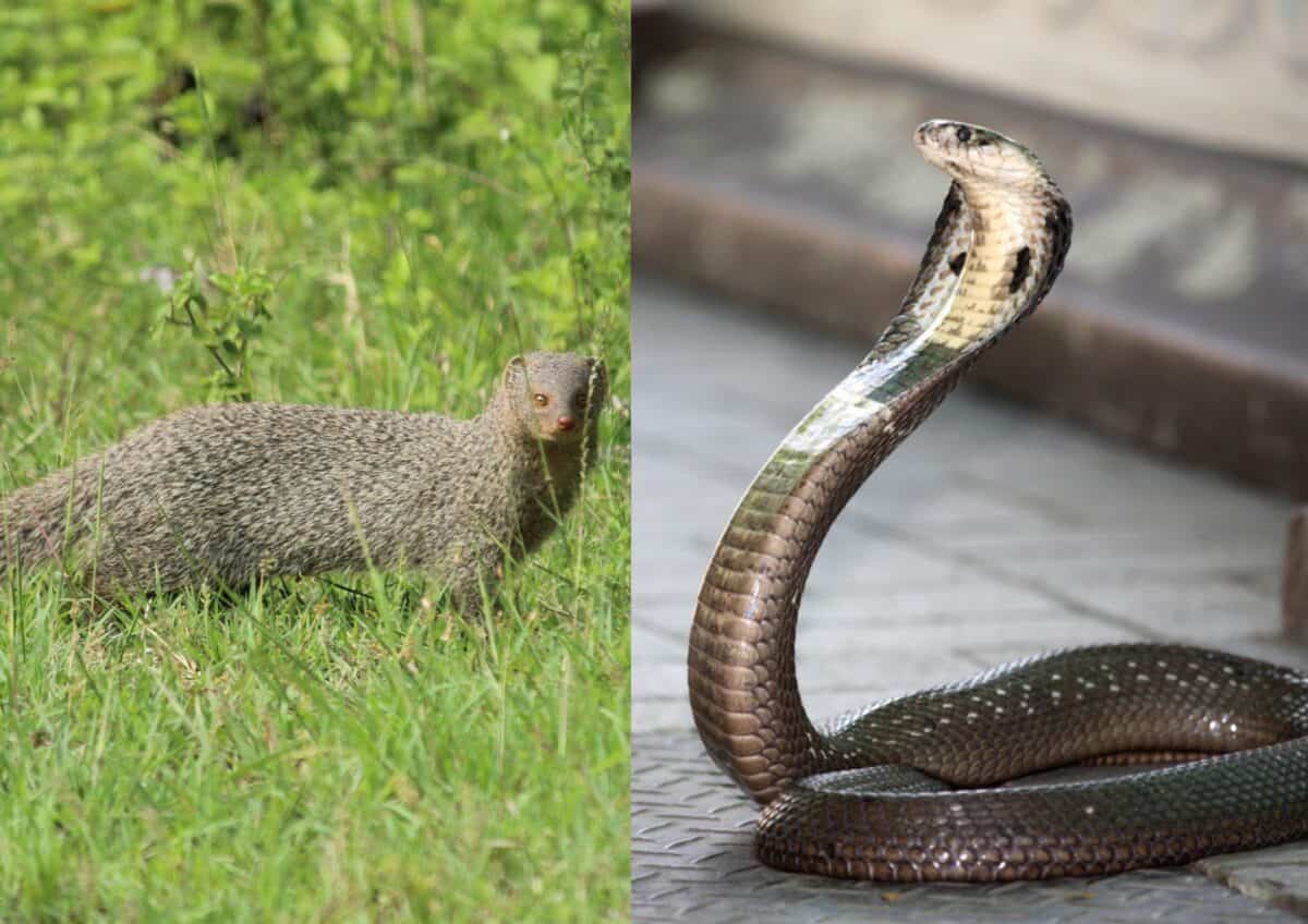 Mangouste et serpent cobra. 