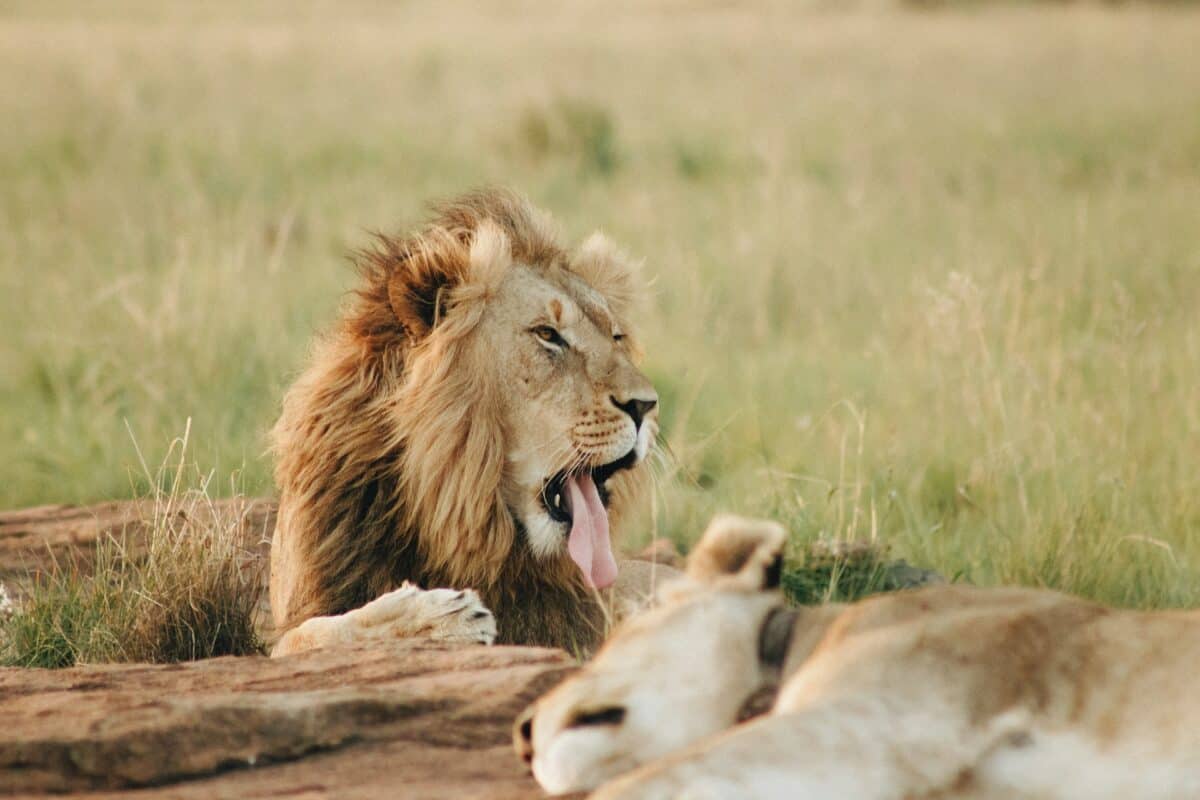 Lion