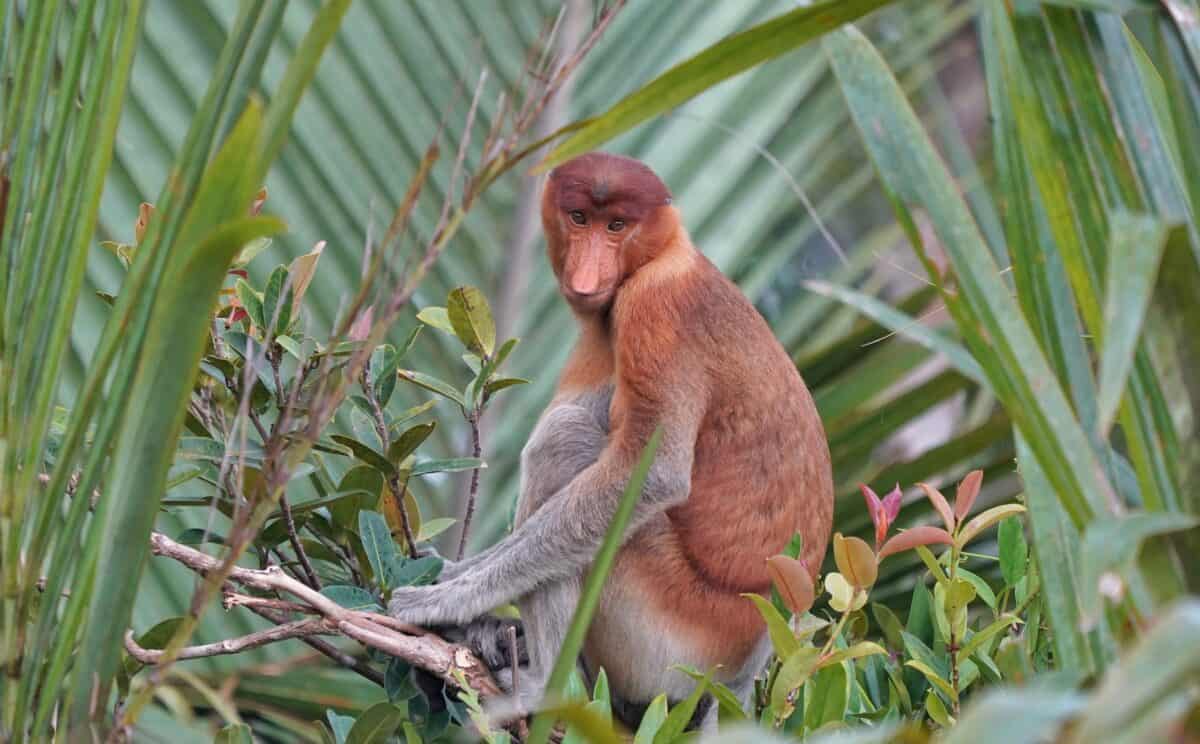 un singe brun et blanc assis au sommet d'un arbre