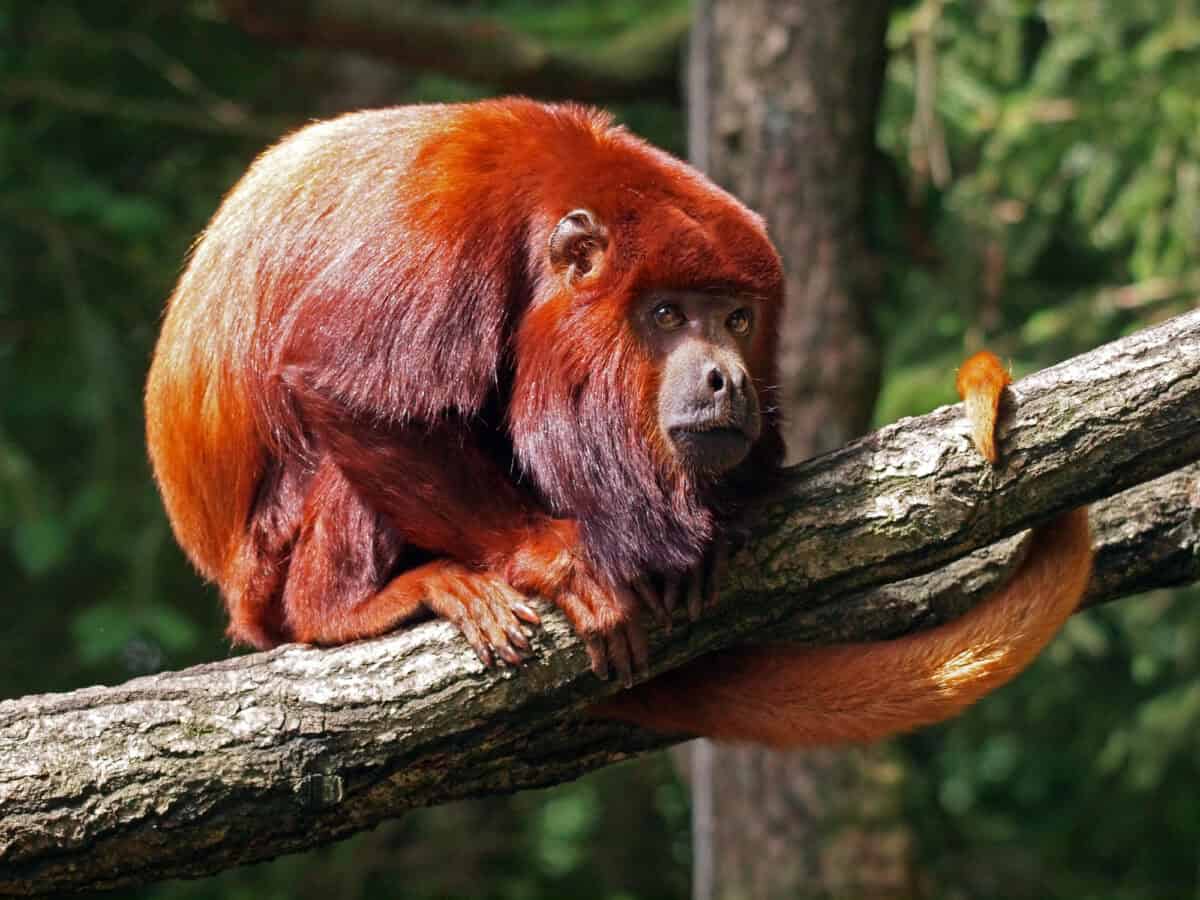 Singe hurleur rouge