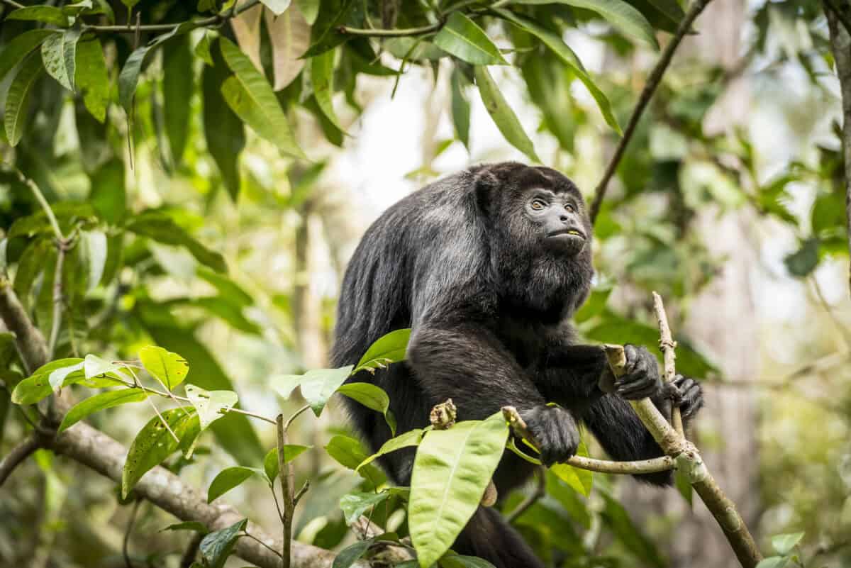 Singe hurleur noir assis dans la forêt