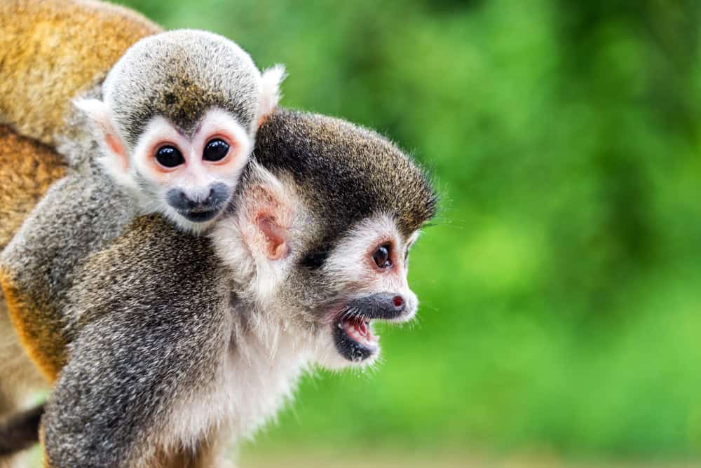 singe écureuil