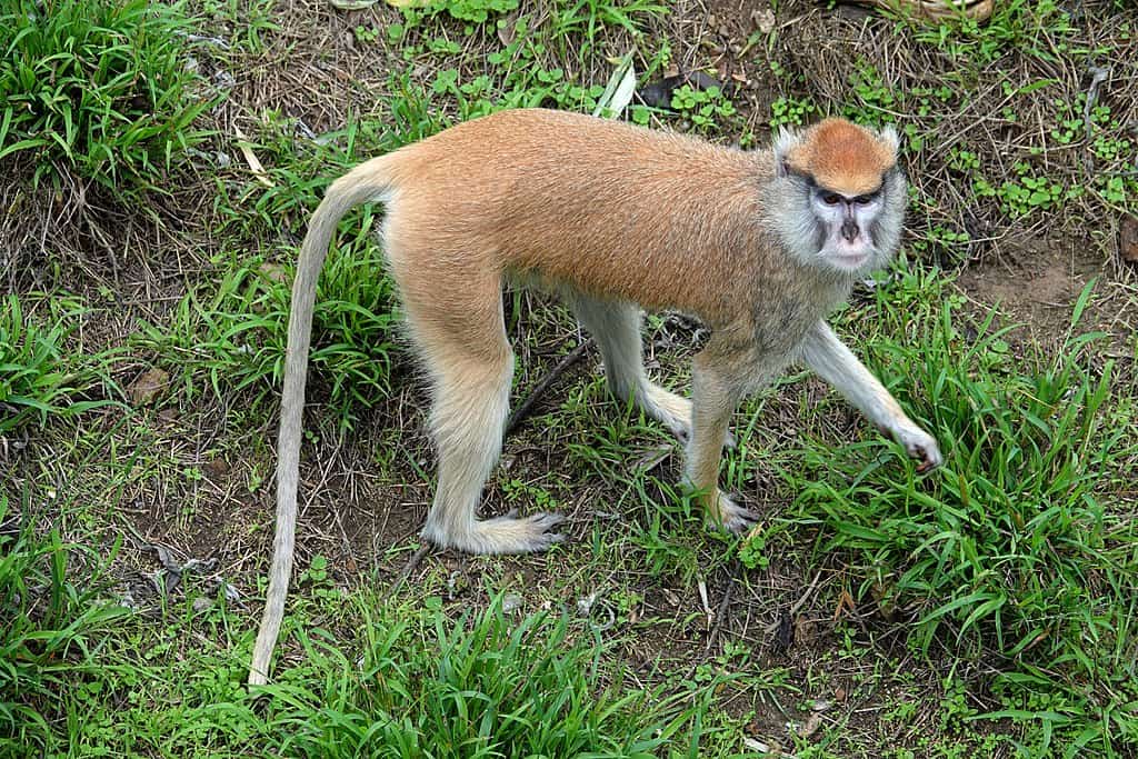 Singe Patas sur l'herbe
