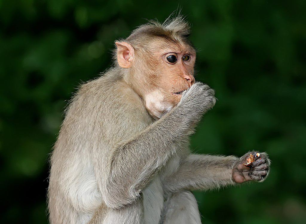 Singe sur une branche