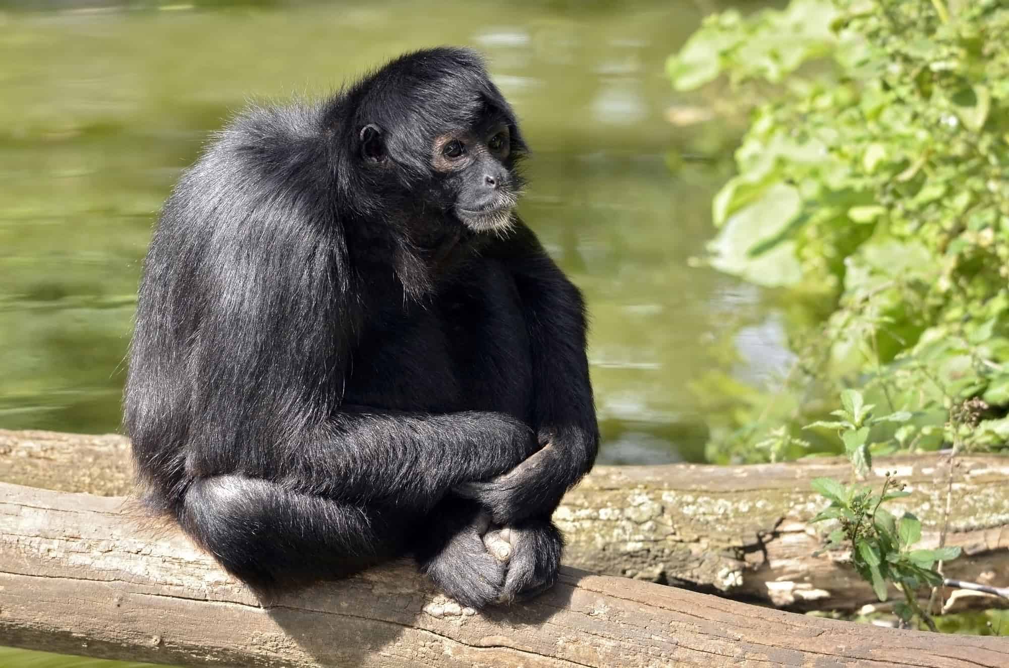 Singe-araignée à tête noire