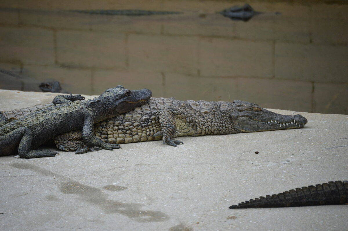 Image de crocodile et d'alligator