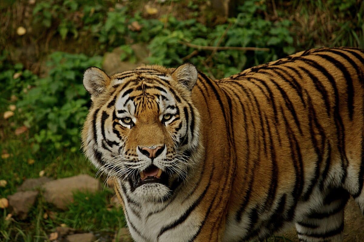 Tigre de Sibérie