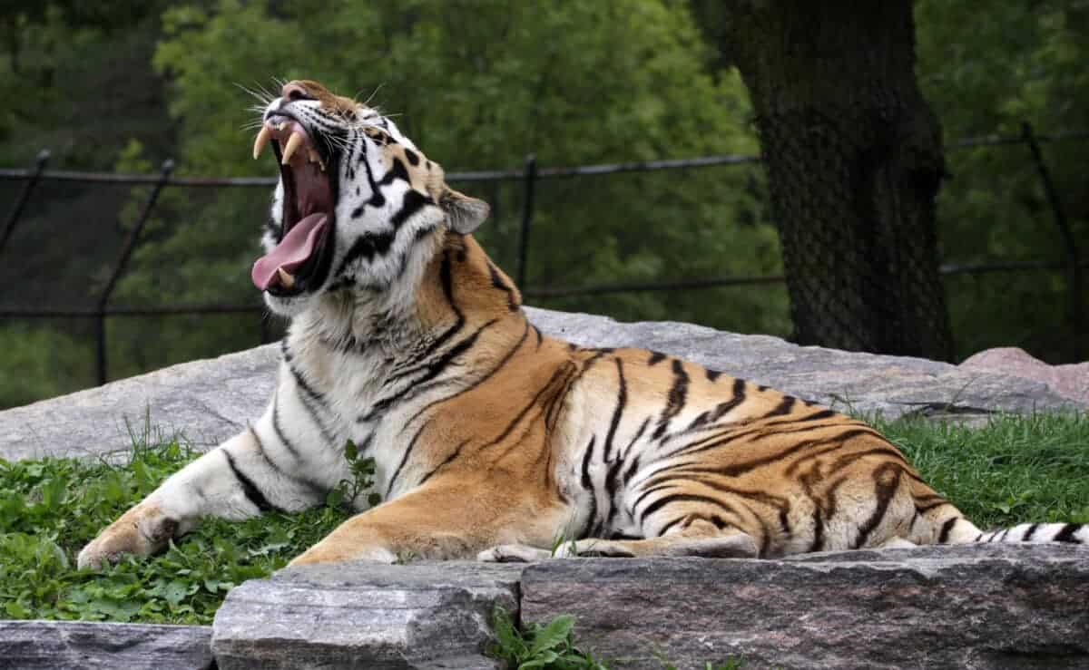 Tigre