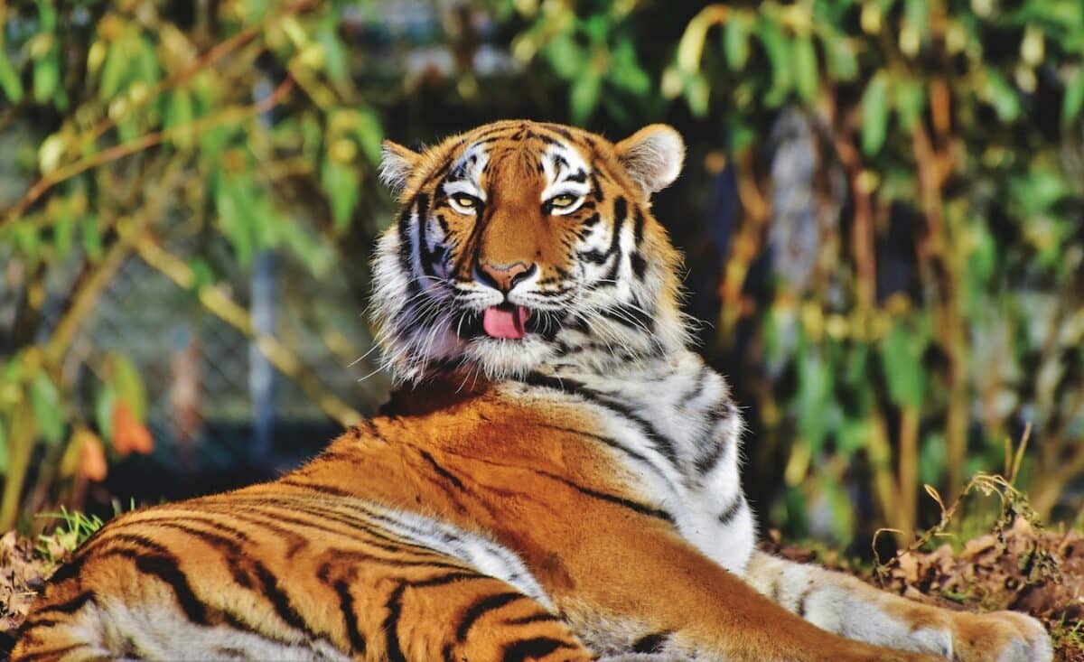 tigre de Sibérie contre lion d'Afrique