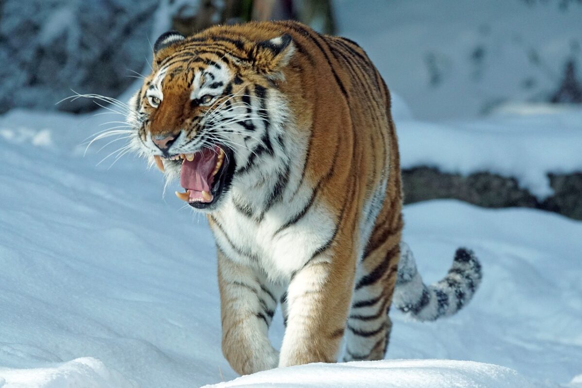 ours kodiak contre tigre de Sibérie