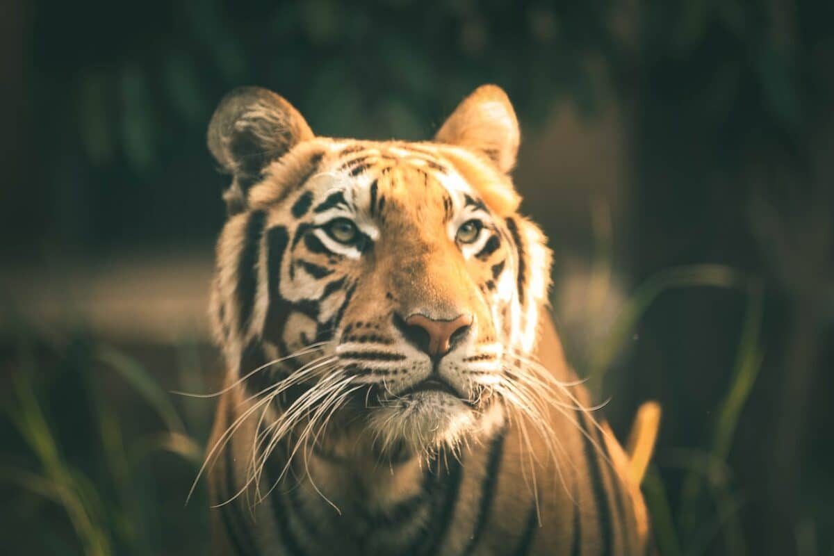 tigre de Sibérie