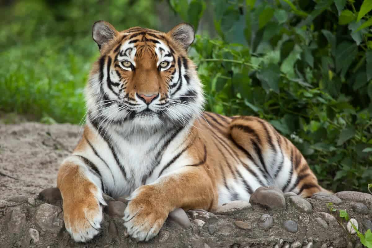 Tigre