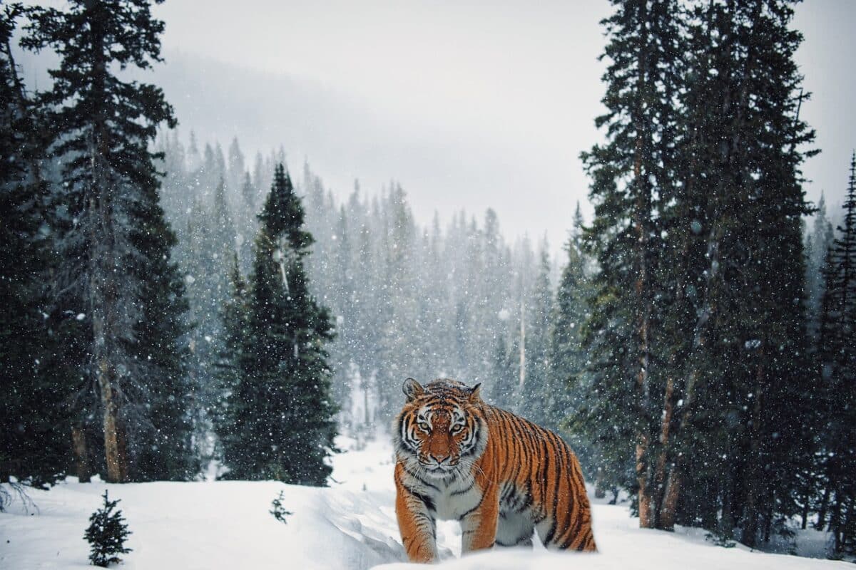 ours kodiak contre tigre de Sibérie