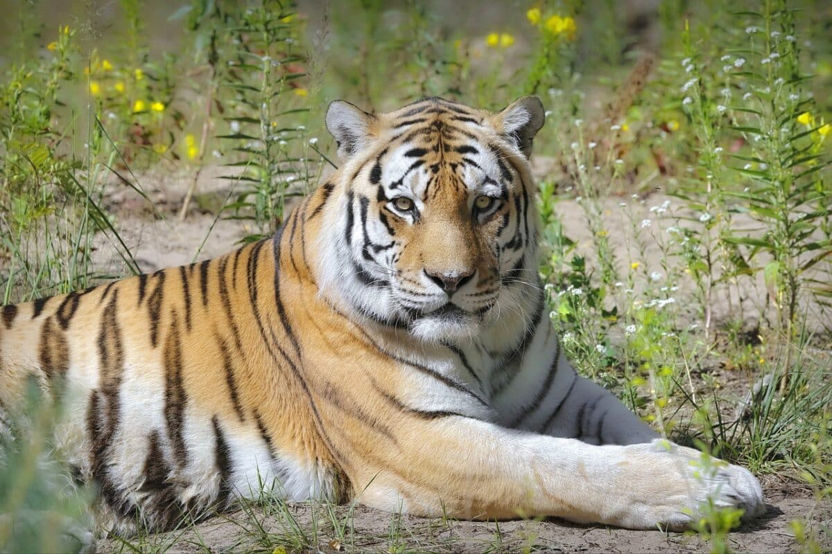 ours kodiak contre tigre de Sibérie