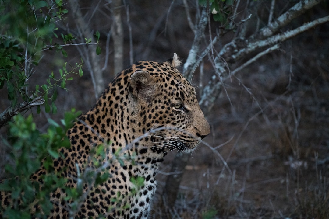 Jaguar insaisissable du Sud-Ouest (crédits image : unsplash)