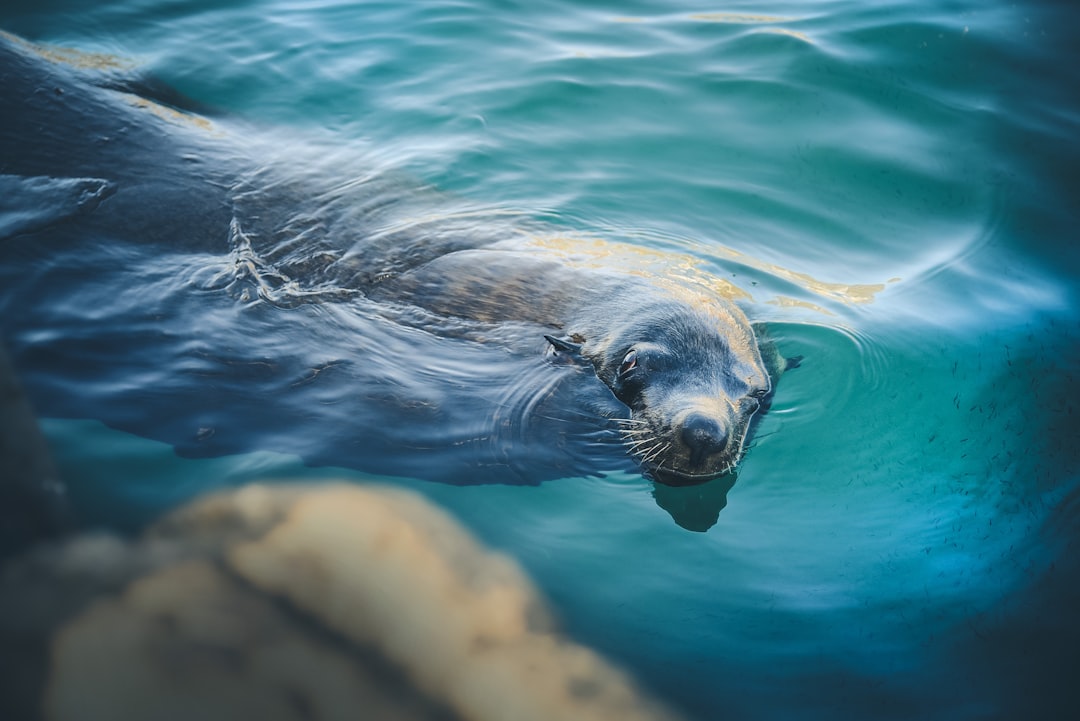 Phoque moine hawaïen : Gardien des îles (crédits image : unsplash)