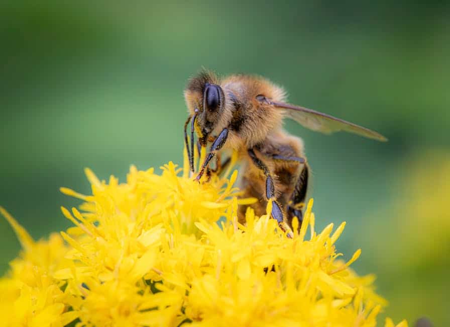 Bourdon occidental : un pollinisateur en péril (crédits image : pexels)