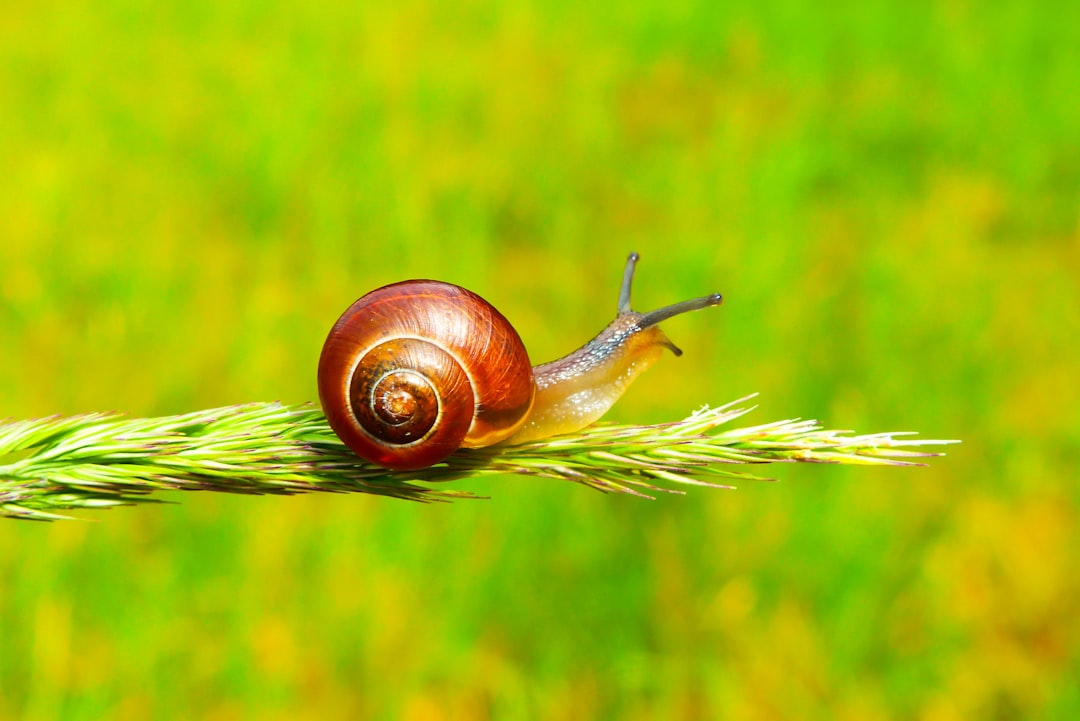 Snail Darter : un poisson controversé (crédits image : unsplash)