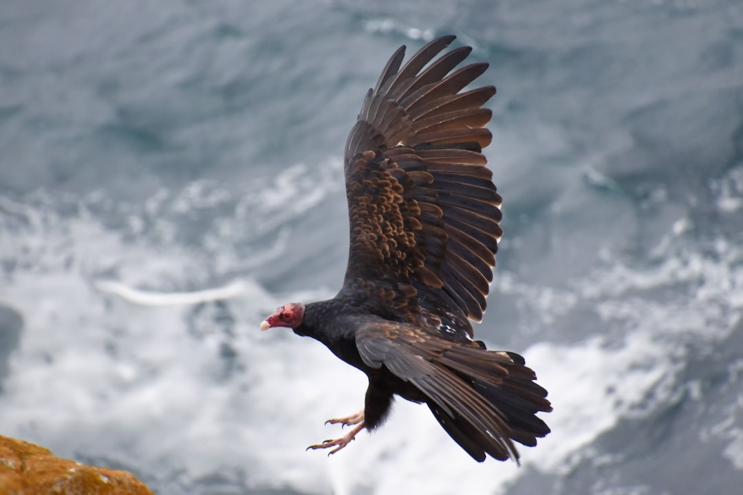 Condor de Californie : une histoire de réussite en plein essor (crédits image : unsplash)