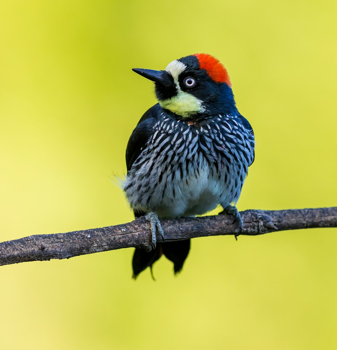 Pic à bec ivoire : l'oiseau fantôme (crédits image : unsplash)