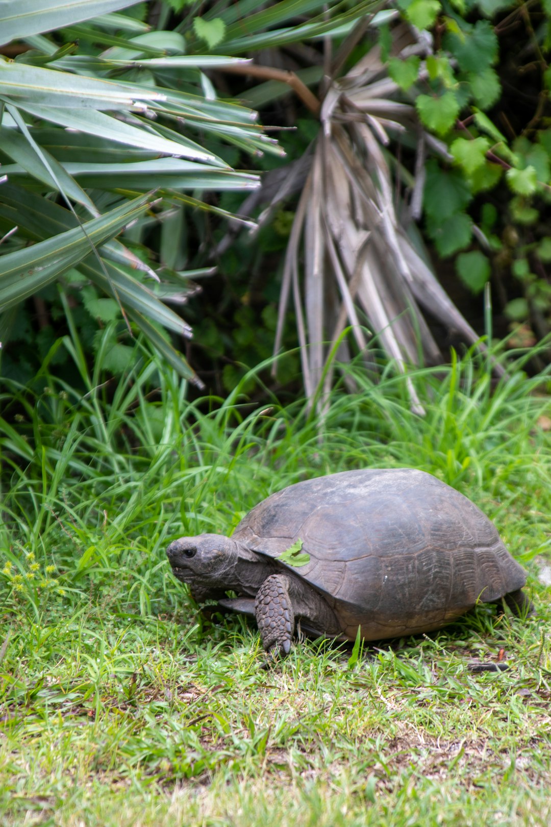 Gopher Tortoise : un ingénieur Keystone (crédits image : unsplash)