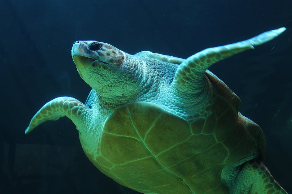 Tortue caouanne : Ocean Voyager (crédits image : pexels)