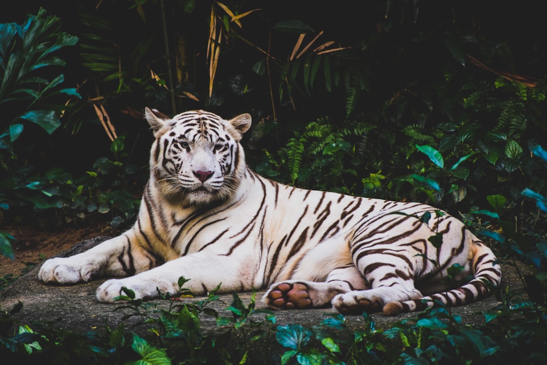 Ocelot : un félin mystérieux (crédits image : unsplash)