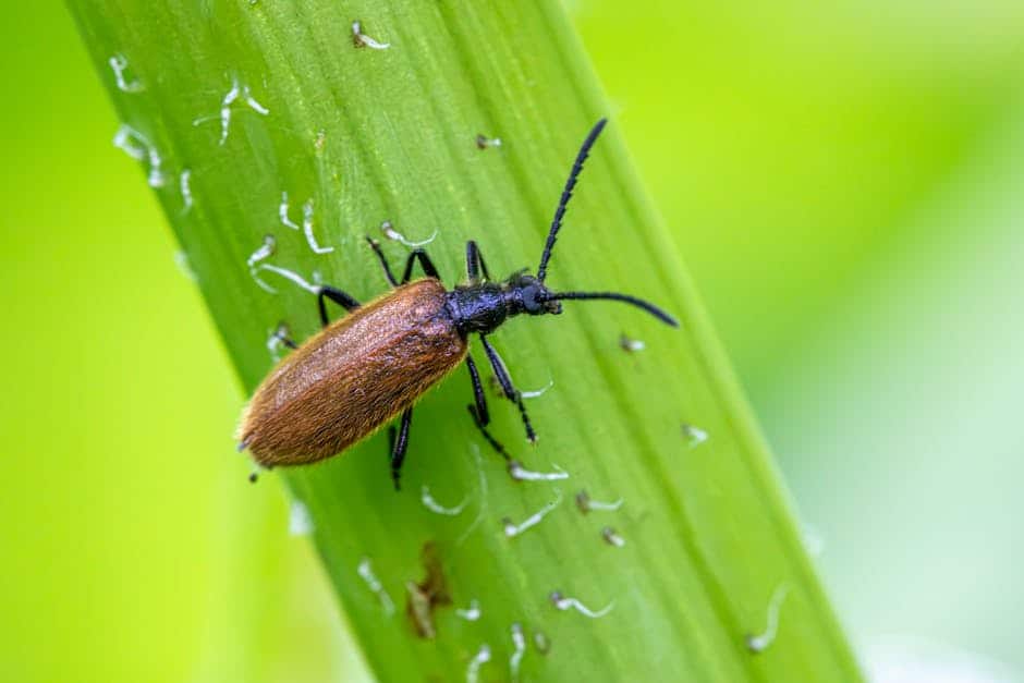 Coléoptère enterré américain : Nature's Recycler (crédits image : pexels)