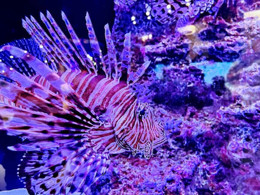 Le corail Elkhorn, une espèce en voie de disparition (crédits image : pexels)