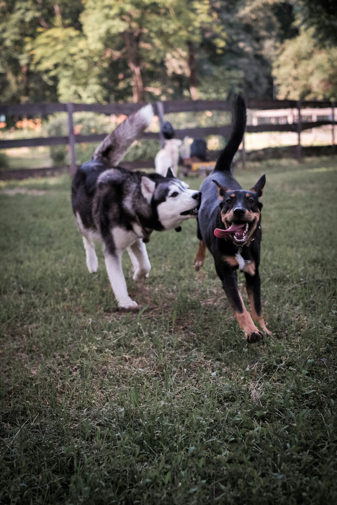 9. Husky sibérien (crédits image : unsplash)