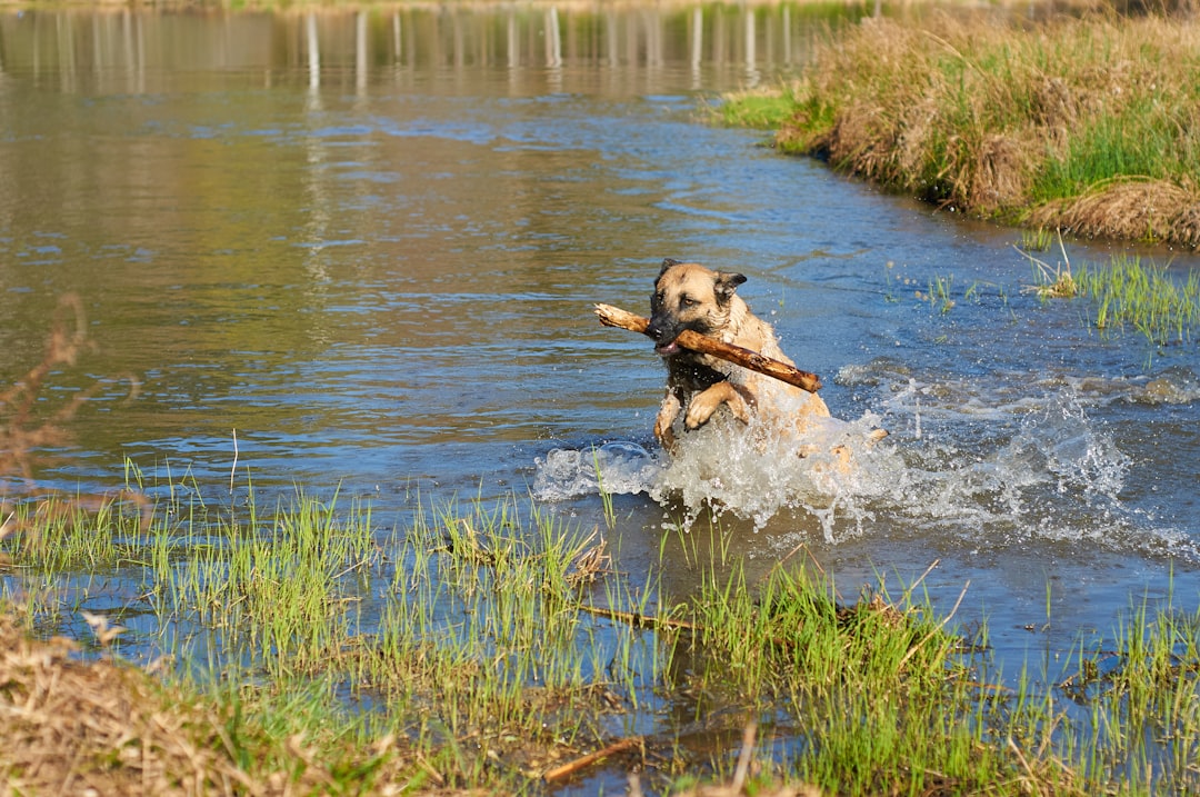 4. Malinois belge (crédits image : unsplash)
