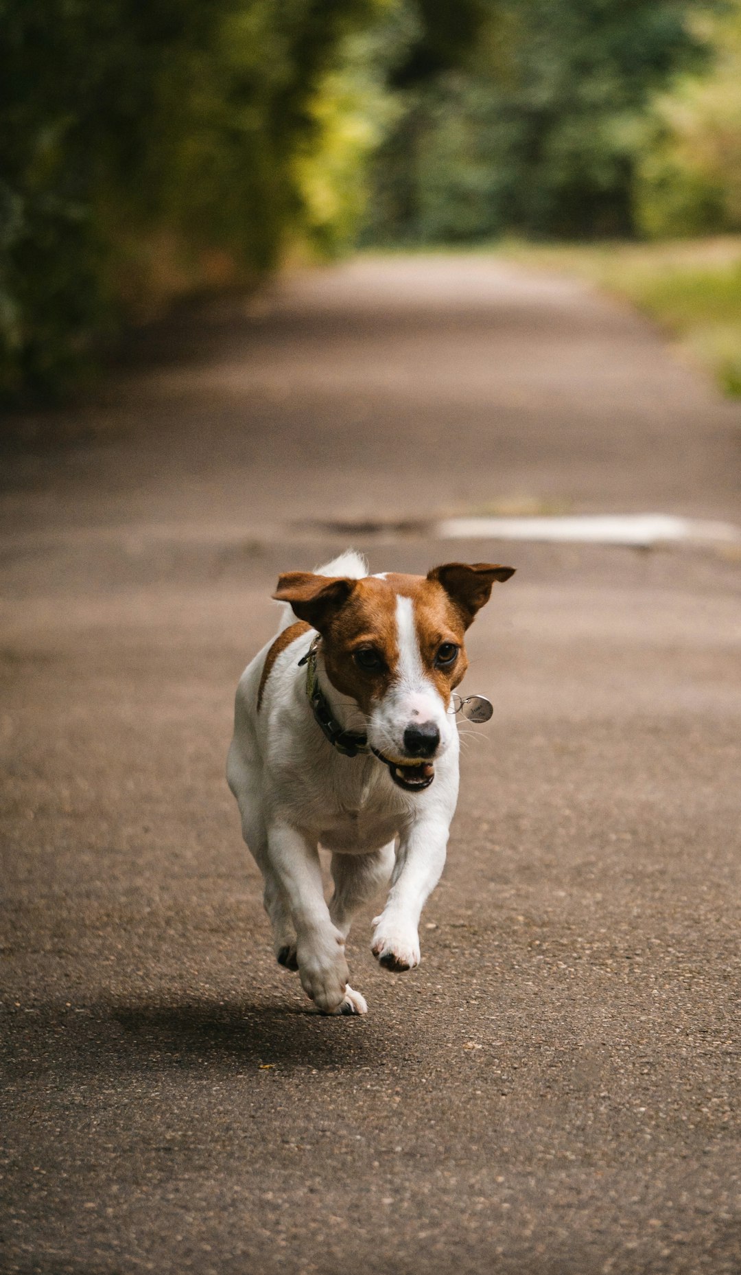 5. Jack Russell Terrier (crédits image : unsplash)