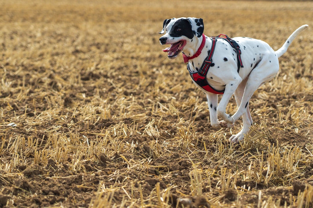 7. Dalmatien (crédits image : unsplash)