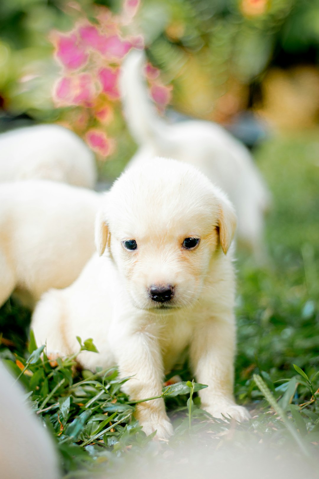 2. Labrador Retriever (crédits image : unsplash)