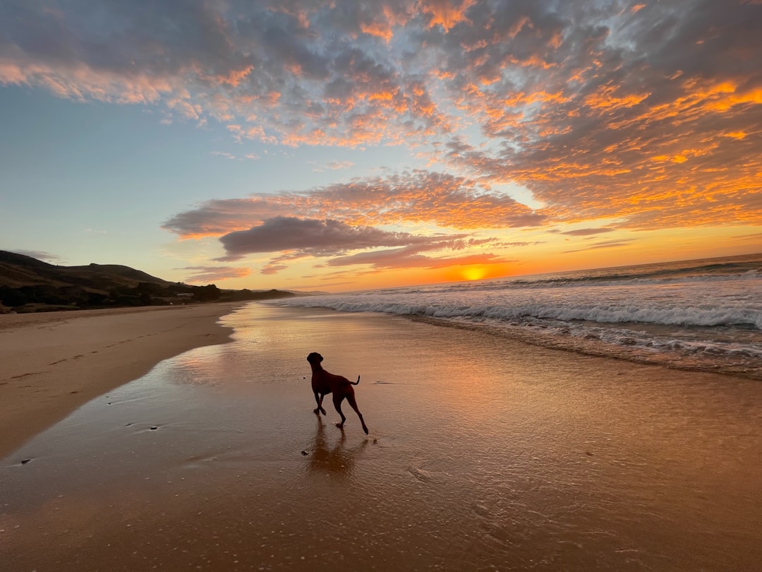 8. Vizsla (crédits image : unsplash)