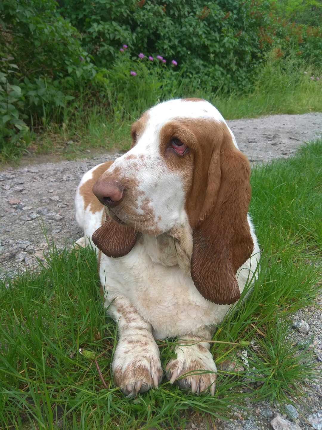 2. Basset Hound (crédits image : unsplash)