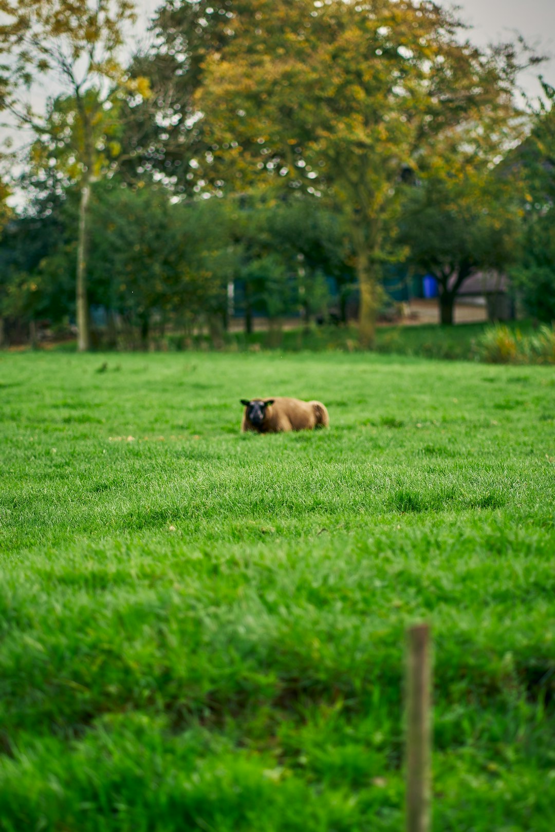 3. Bulldog anglais (crédits image : unsplash)