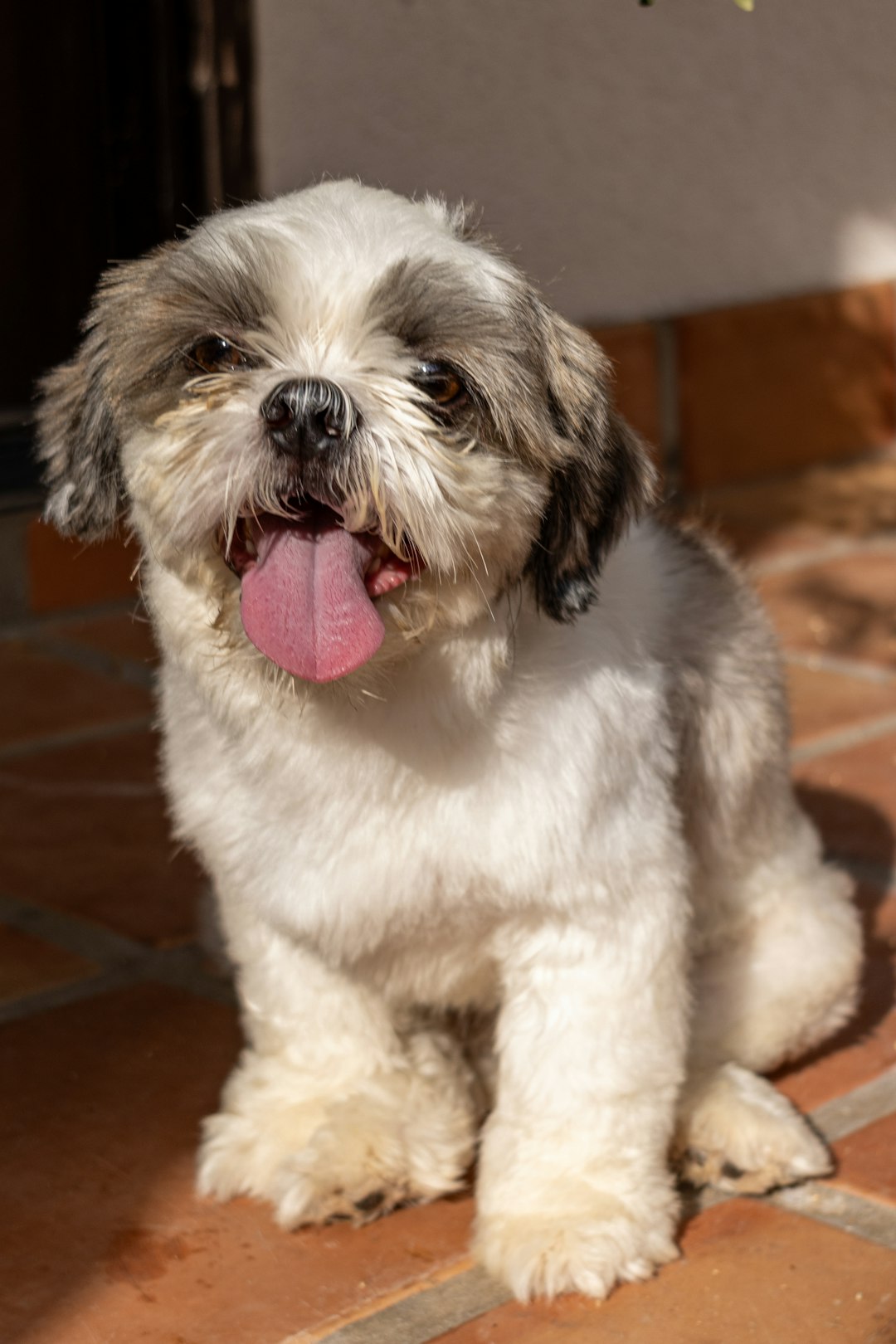1. Shih Tzu (crédits image : unsplash)