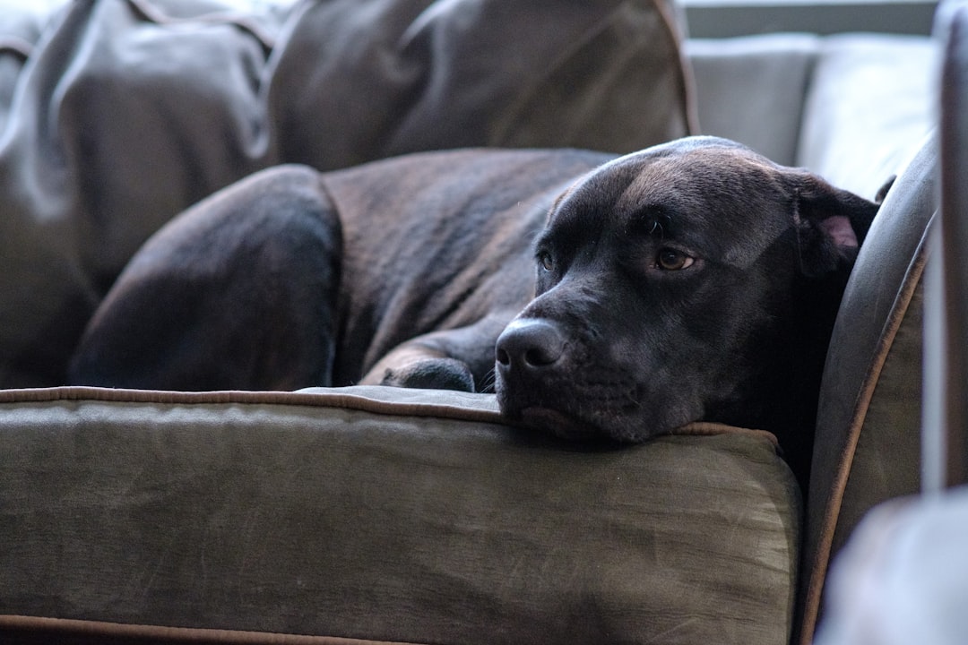 3 chiens qui préfèrent le canapé (crédits image : unsplash)