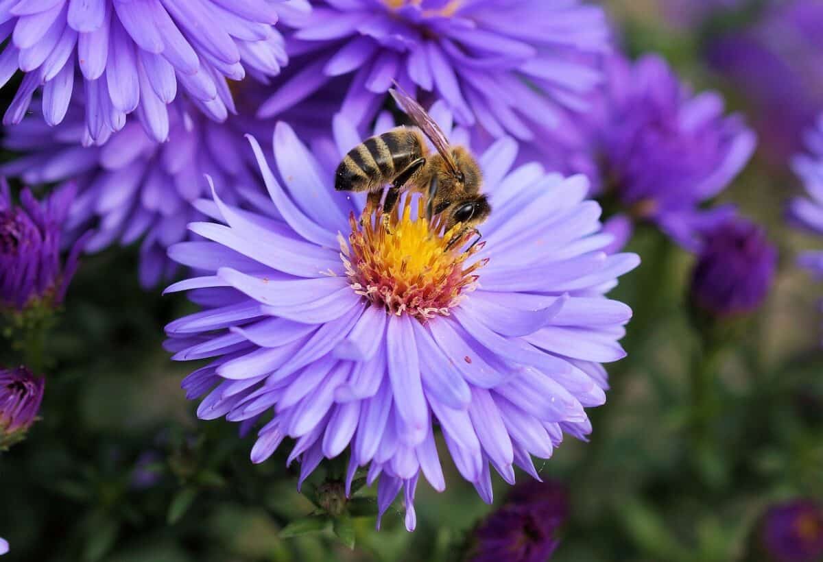 abeille, insecte, fleur, pollen, fleur mauve, abeille, animal, Floraison, fleur, belles fleurs, la nature, plante à fleurs, Fond fleur, Plante ornementale, plante, flore, Papier peint fleur, jardin, fermer, abeille, abeille, abeille, abeille, abeille, abeille