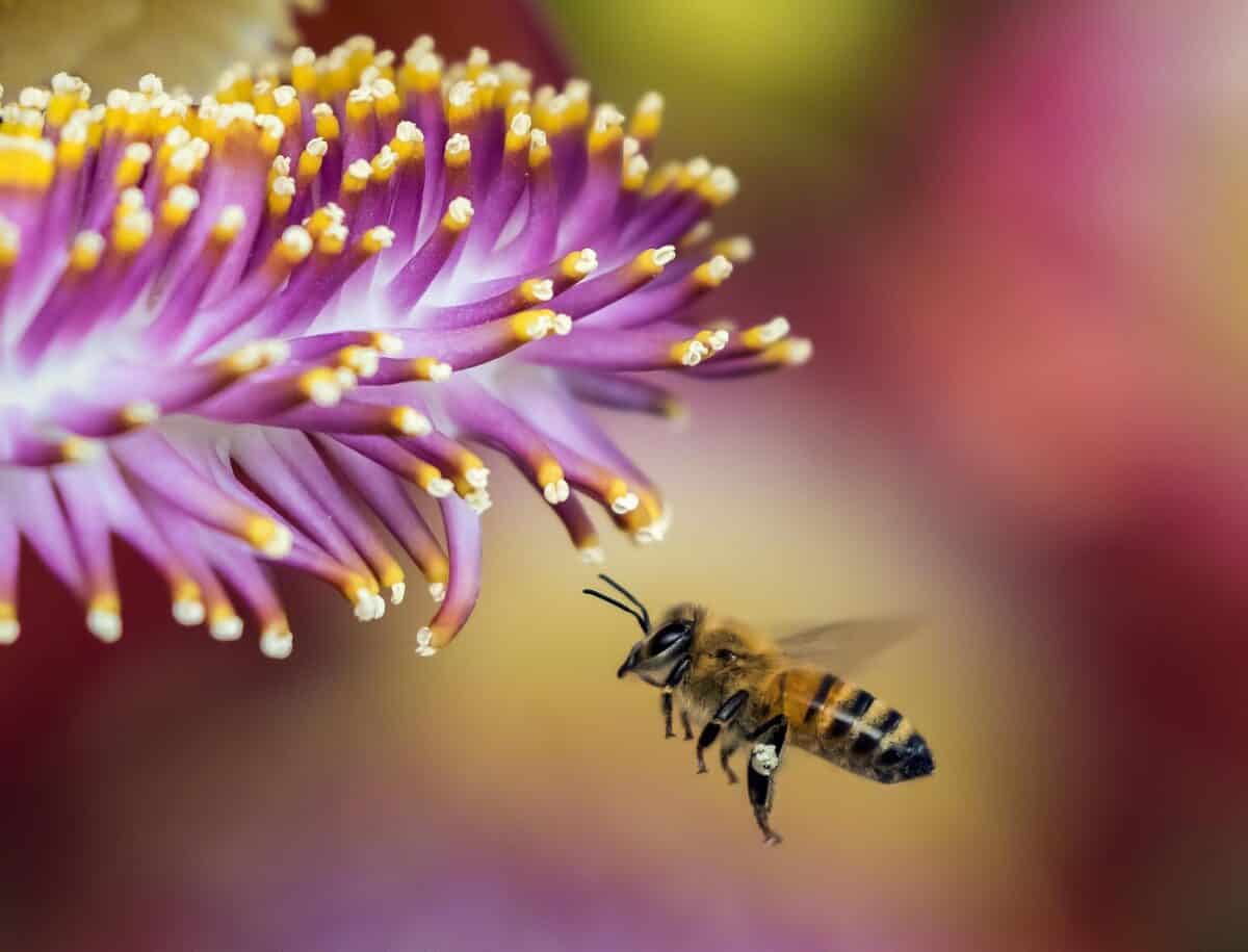 abeille, fleur, fermer, insecte, belles fleurs, insecte ailé, abeille volante, Hyménoptères, la nature, faune, flore, Fond fleur, abeille, Macro, nectar, pollen, Fond d'écran fleur, étamine, Journée mondiale de l'abeille, abeille, abeille, abeille, abeille, abeille, abeille
